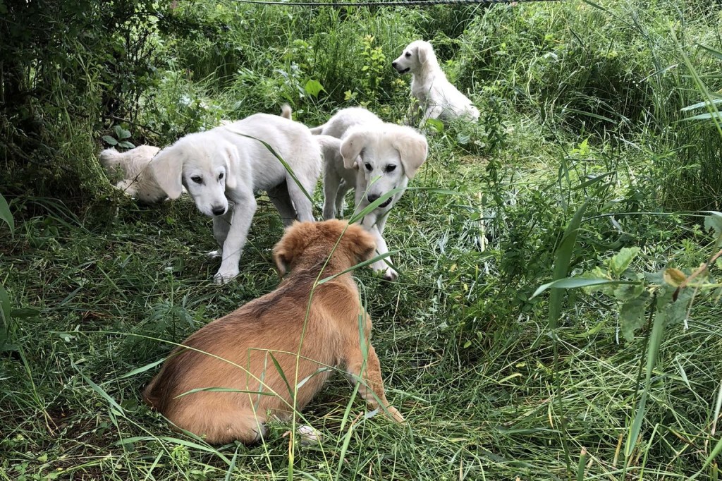 Tausendundein Tier: Workaway in&nbsp;Transsilvanien